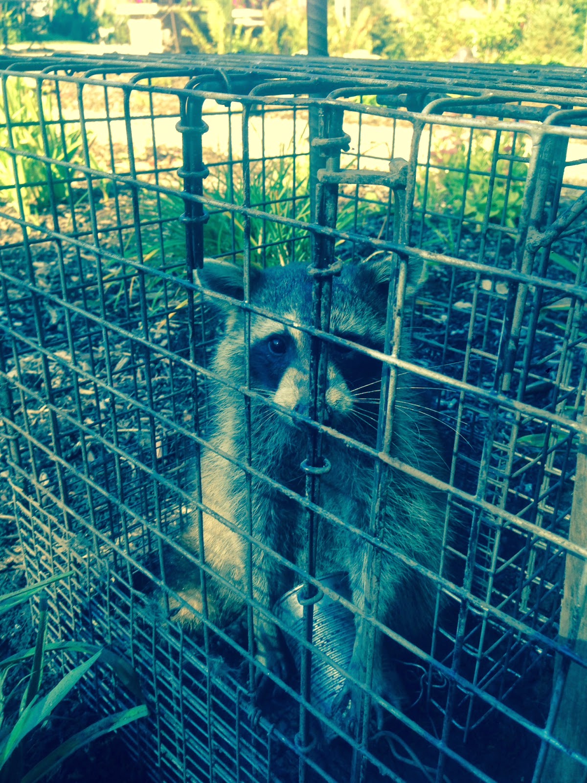 Comstock Cage Traps, In Action on the Line Raccoon Caught in a new