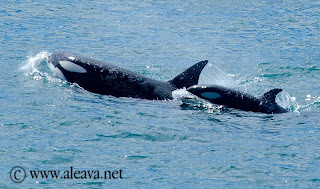 Orcas en Punta Norte
