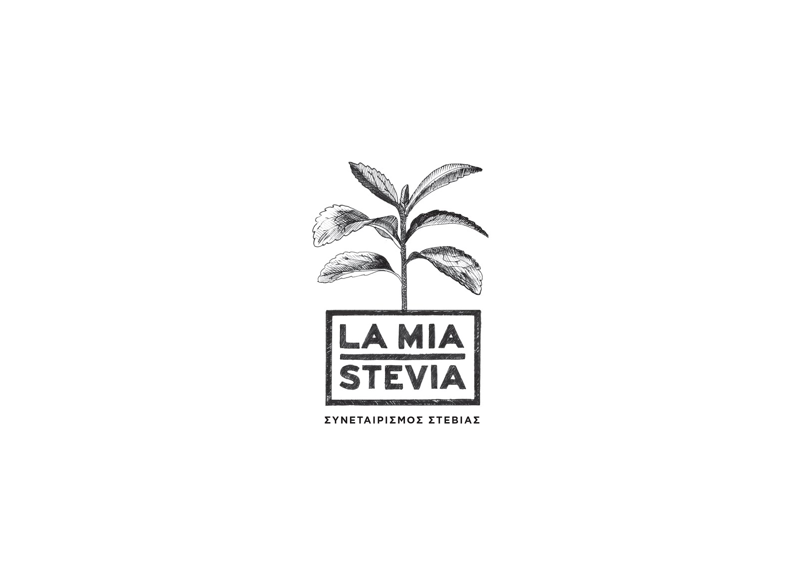 LAMIA STEVIA