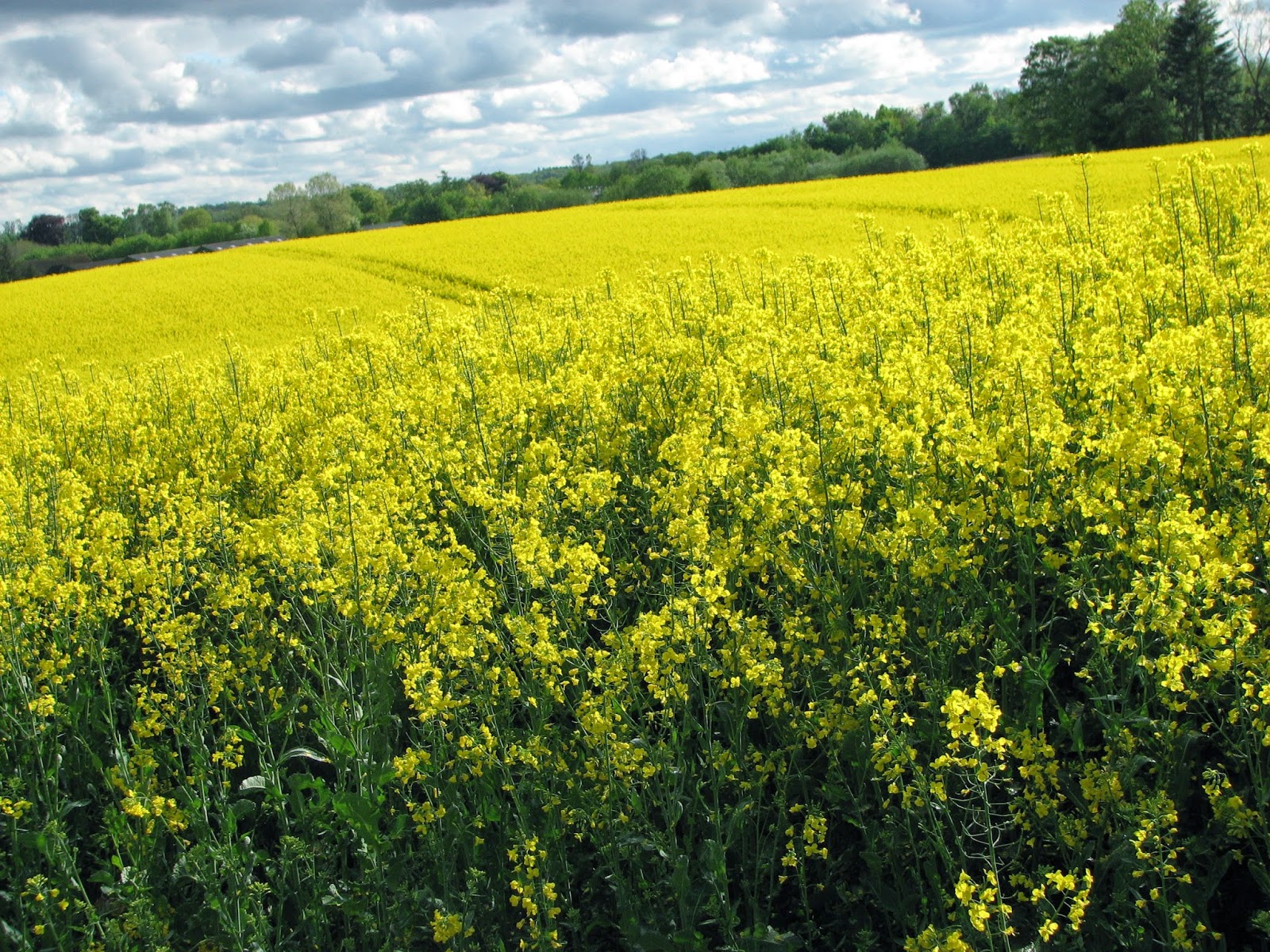 Denmark Copenhagen Mission Yellow fields of Denmark