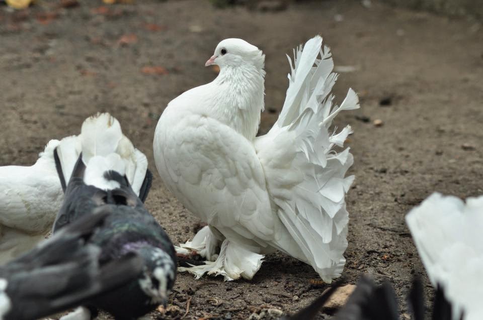 pigeon hindu single women Download pigeon stock photos including images of dove affordable and search from millions of royalty free images, photos and vectors. pigeon hindu single women Download pigeon stock photos including images of dove affordable and search from millions of royalty free images, photos and vectors.
