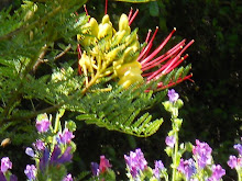 VERANO: y ahora crecen más flores