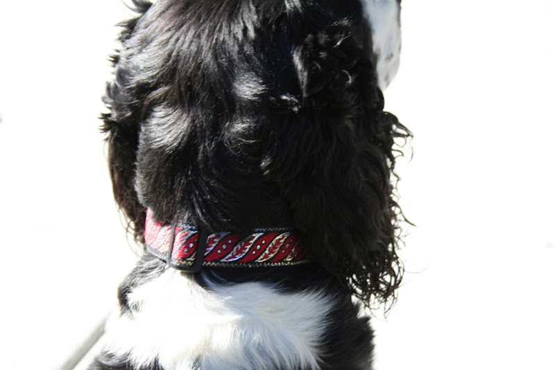 back of maggie's head, showing a red and silver collar