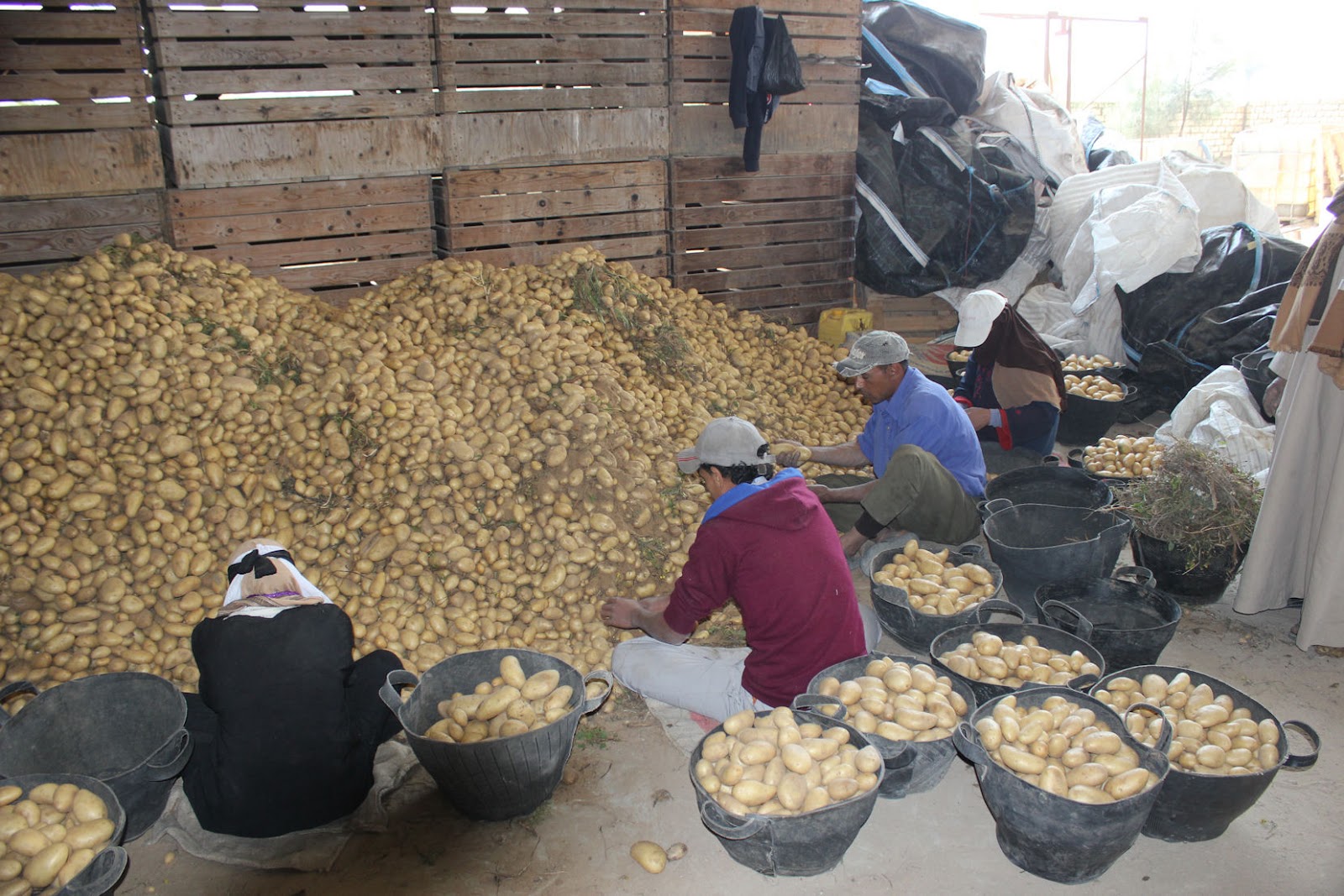 Crop Ideas Egyptian Potato Market