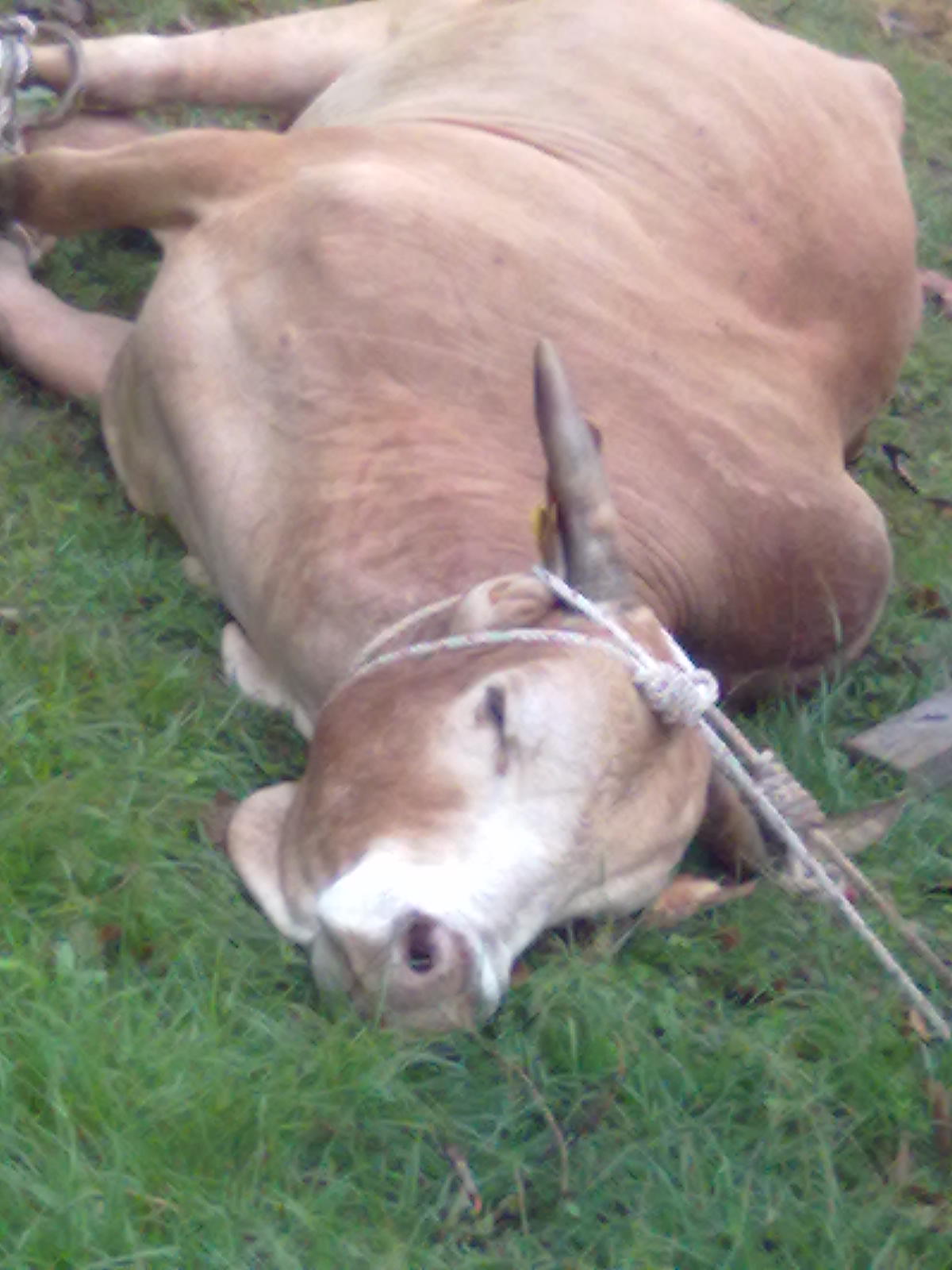 Sang Si Cinta Domoyan Aidiladha Tibaa Part Two