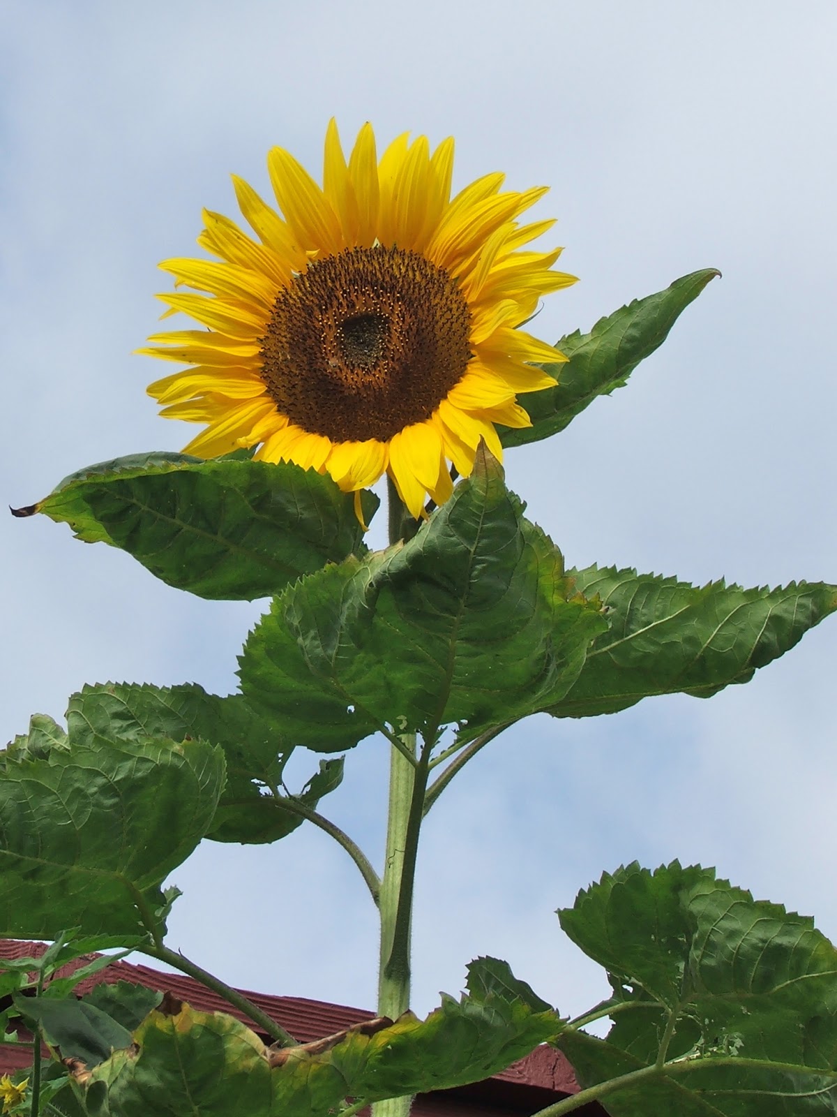 Garden and Bliss MAY PLANTING GUIDE SOUTHERN CALIFORNIA