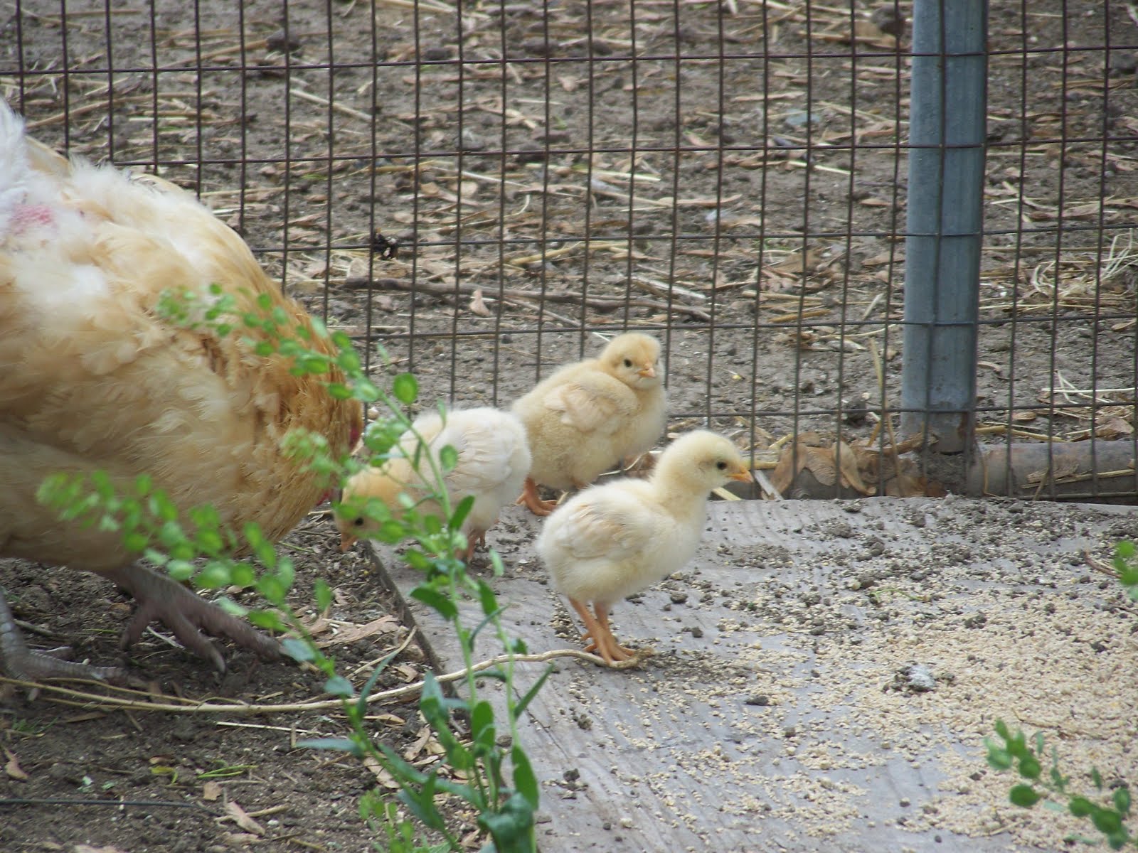Hickery Holler Farm Feeding Chickens