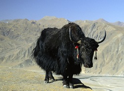 Yak