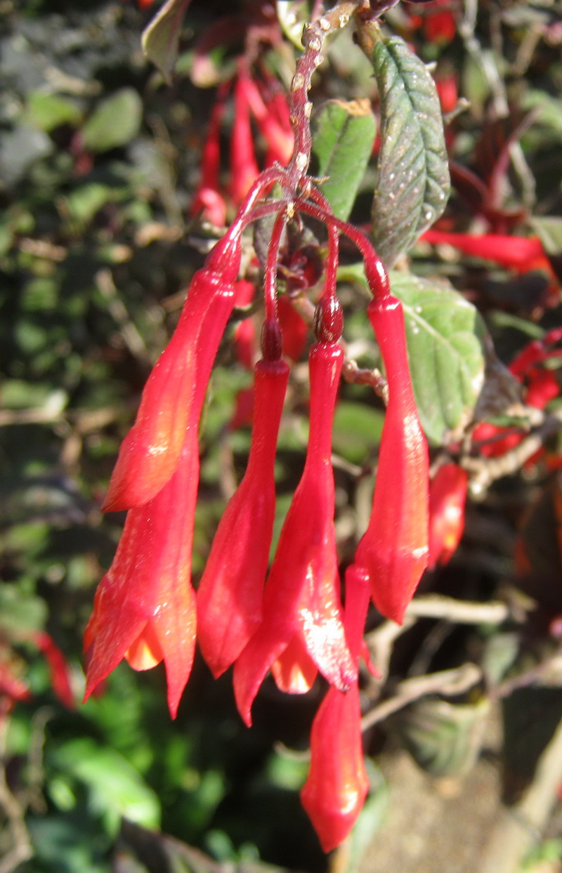 My Walk With Food And Beautiful Plants Flowers Marco Summer Flowers In New Zealand Sorry Don T Know The Name