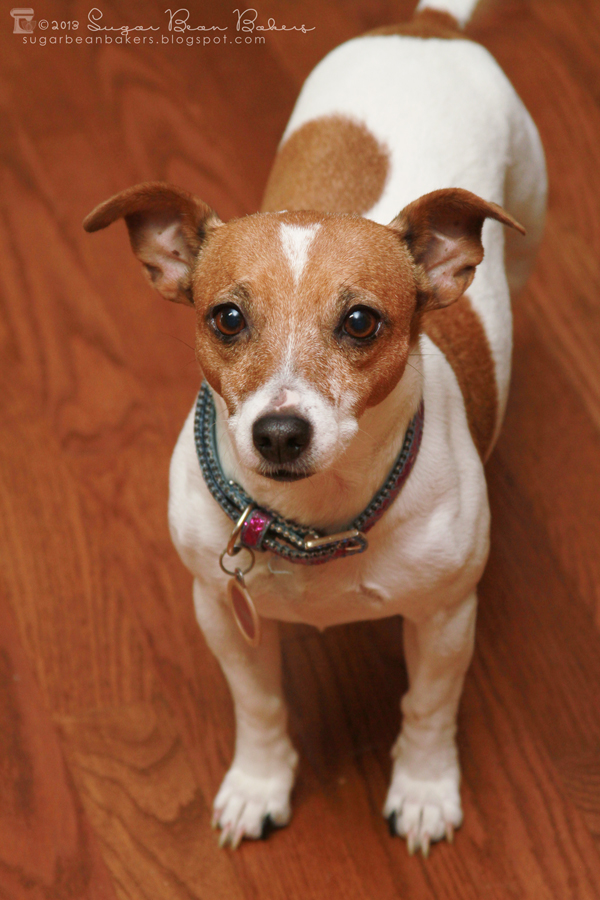 Best Plastic Dog Crate Reviews Best Plastic Dog Crate Reviews