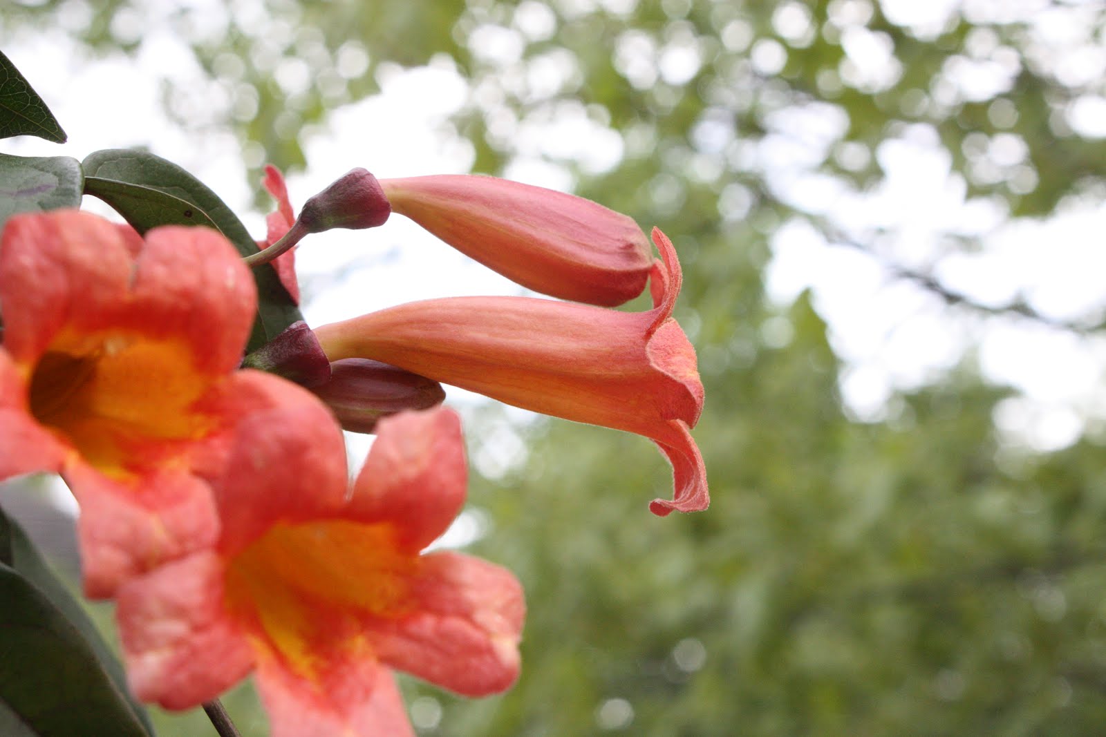 Orange Trumpet Creeper - Burke's Backyard