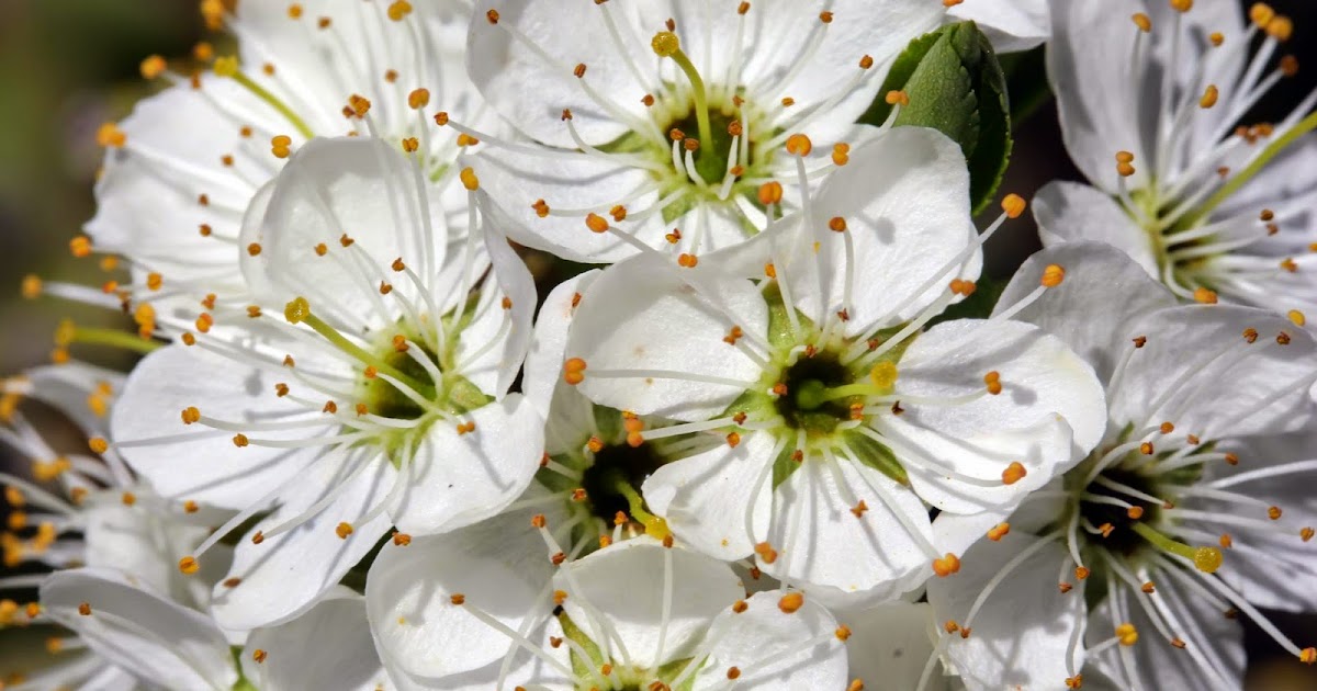 Wild Cherry Bark Tea Benefits Healthy Tea 101
