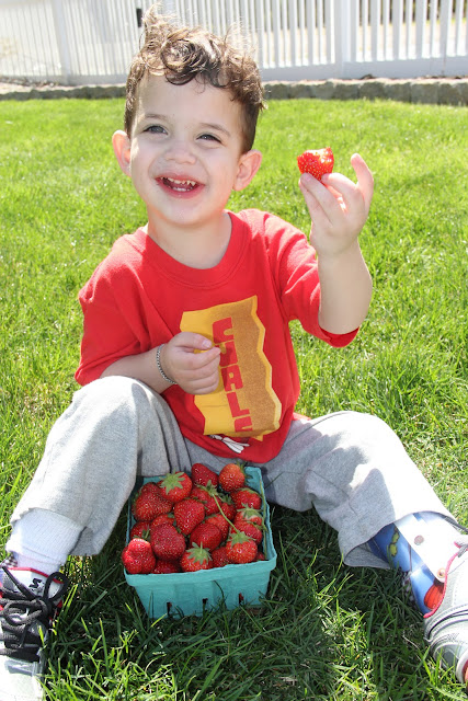 Jersey strawberries are YUMMY!