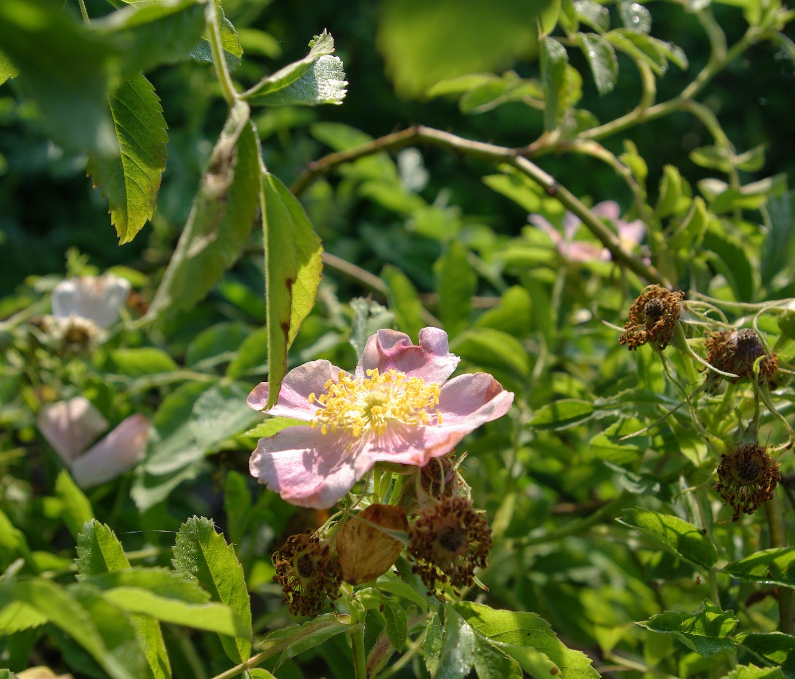 sweetbay Prairie Roses