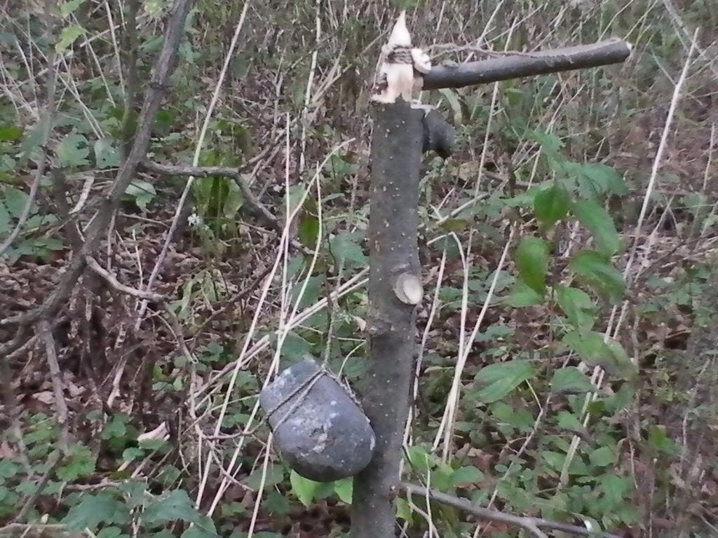 Bird In Everything Simple Bird Trap