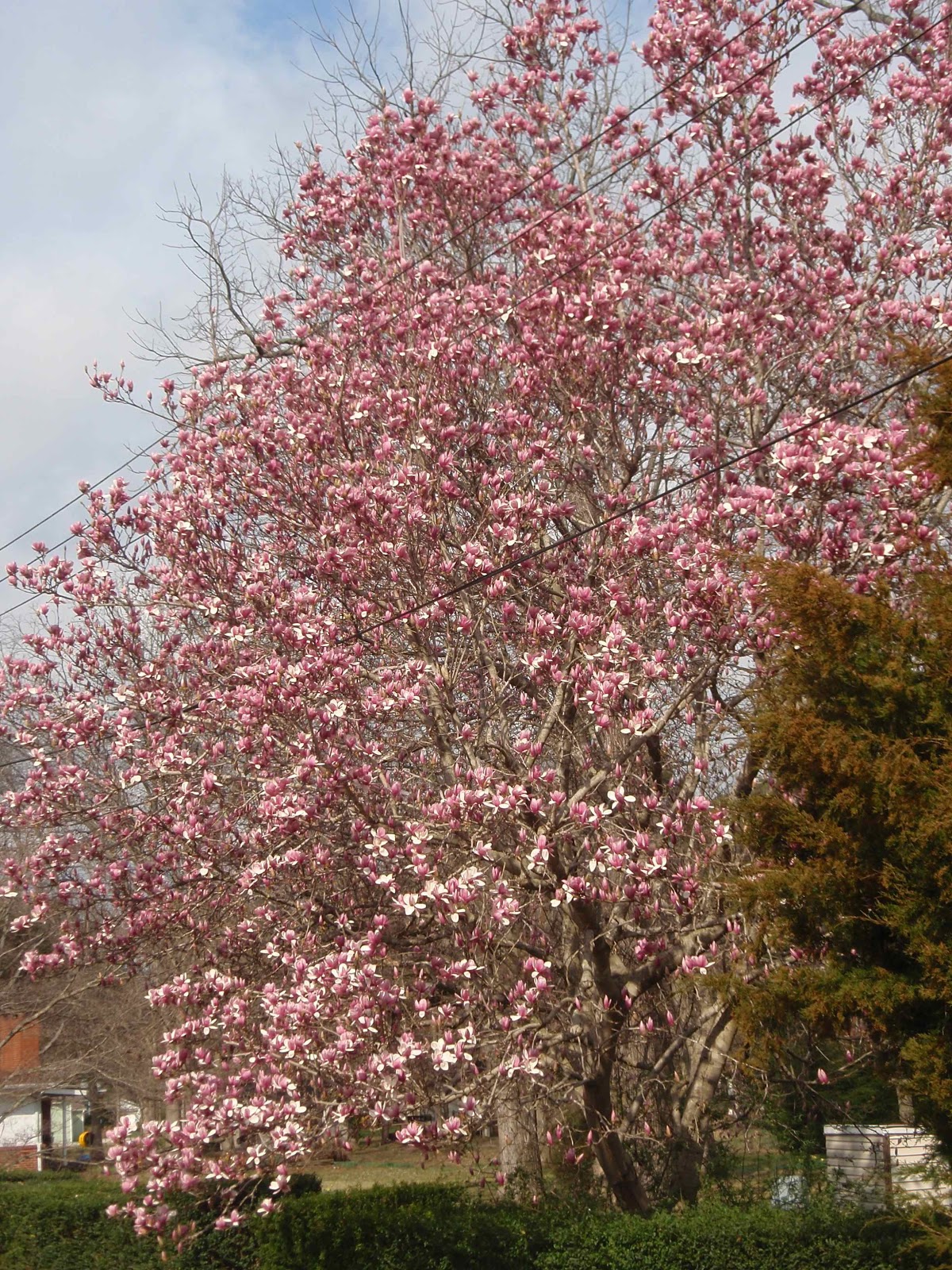 Botanic Bleu Printemps in Alabama