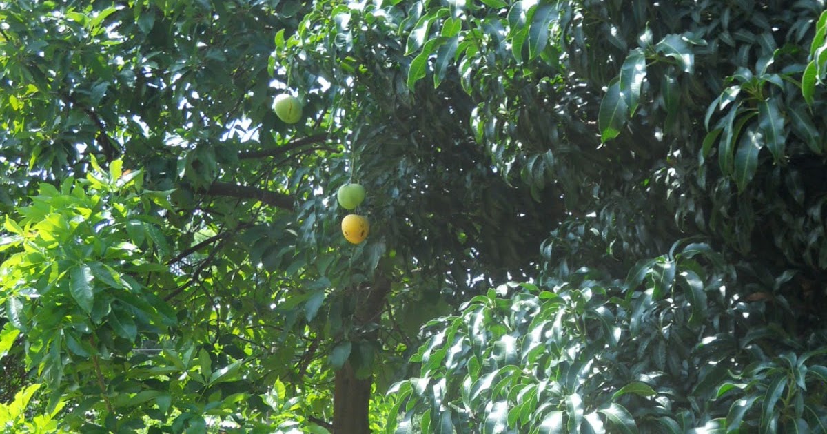 Well, It's Africa... Mango Madness