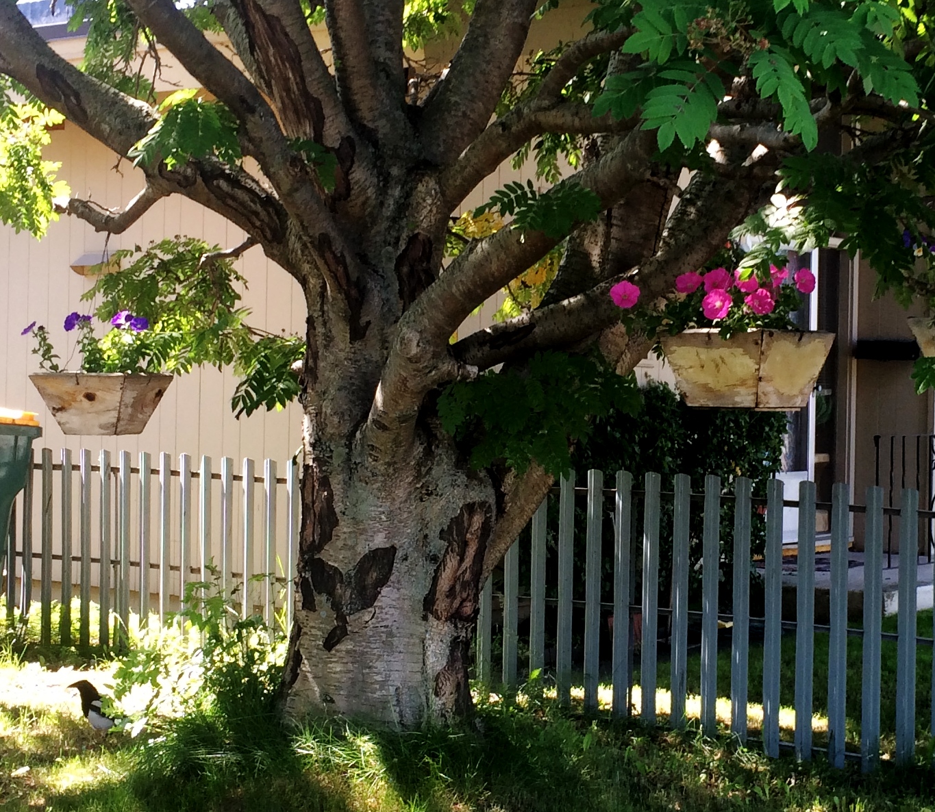 Swallowed Fly Crusades Hanging Baskets in Anchorage