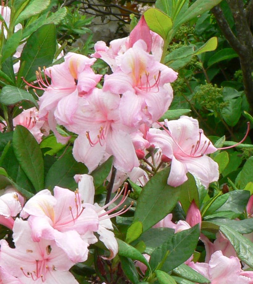 Visit My Garden Hardy Azaleas at the Arboretum