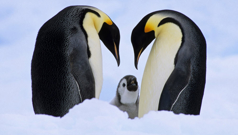 Emperor Penguin | The Biggest Animals Kingdom