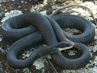 black racer snake venomous