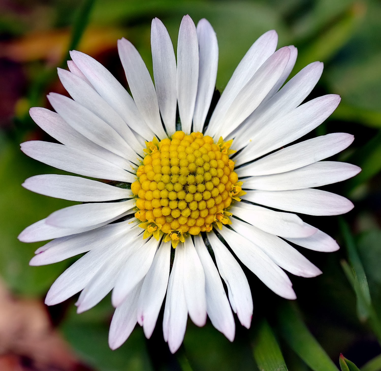 Ragam Warna Bunga Daisy - Topik Pedia