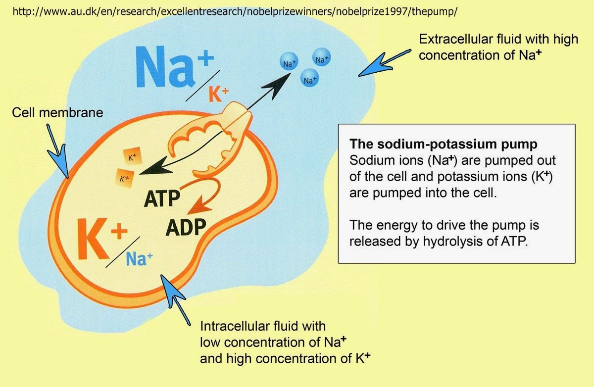Physical Education MWITS การเคลื่อนที่ของกระแสประสาทภายในเซลล์