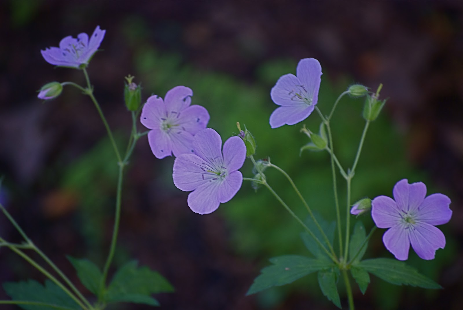NYC ♥ NYC: Blooms and Foliage at Brooklyn Botanic Garden