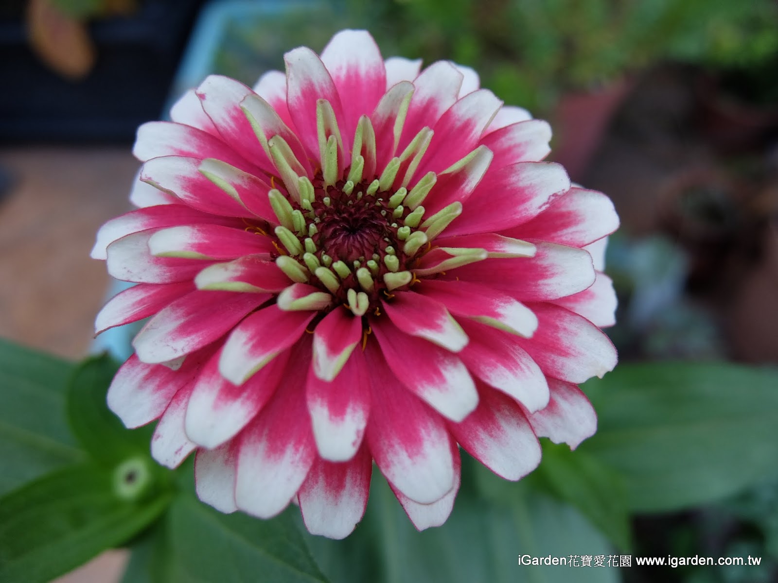 六月開的花 15年6月igarden 頂樓花園實錄 園藝部落格 Igarden 花寶愛花園園藝文摘plus