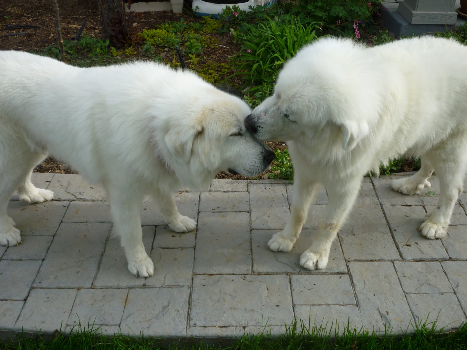 they are both special needs