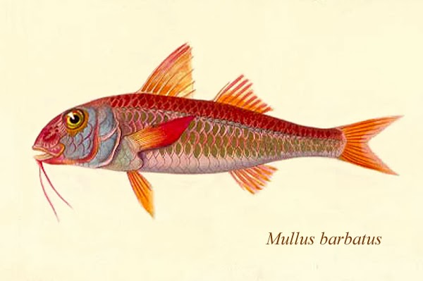 mavi boncuk 12 29 2013 01 05 2014