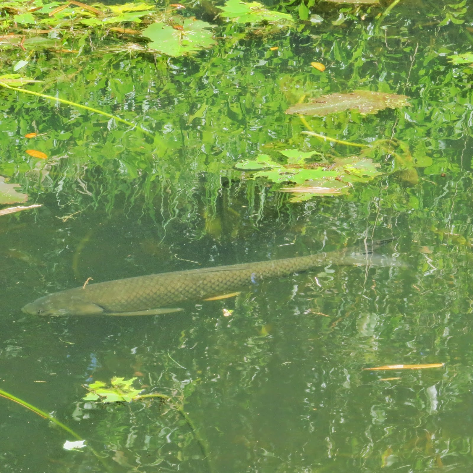 Simply Living Weedeating fish cleaned our lake