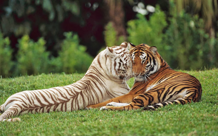 Todos Iguais - Amor