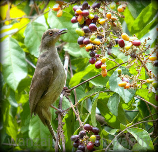 Burung Merbah / Cerucuk pycnonotus golavier