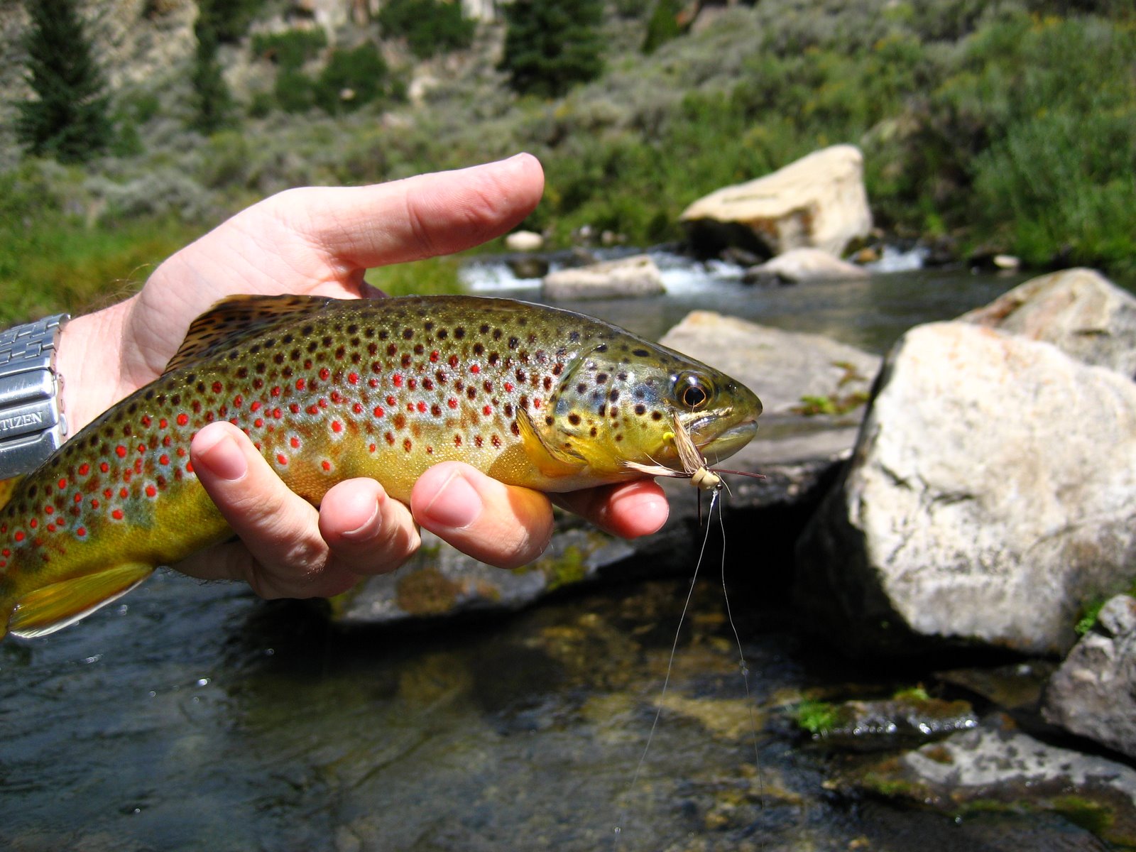 SOUL OF STREAMS Colorful Brown Trout