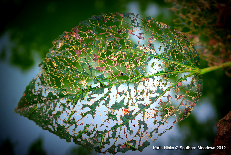 Hibiscus are under attack!