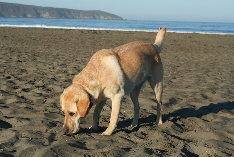 cabana with her head down low as she sniffs the sandy beach, you can see the ocean behind her with a bright blue sky overhead