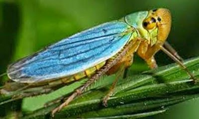 Ağustos böcekleri neden sürekli öter?