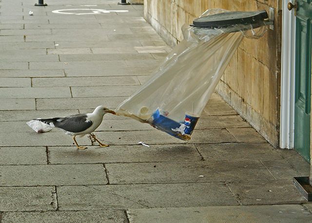 Gaviota reciclando desperdicios