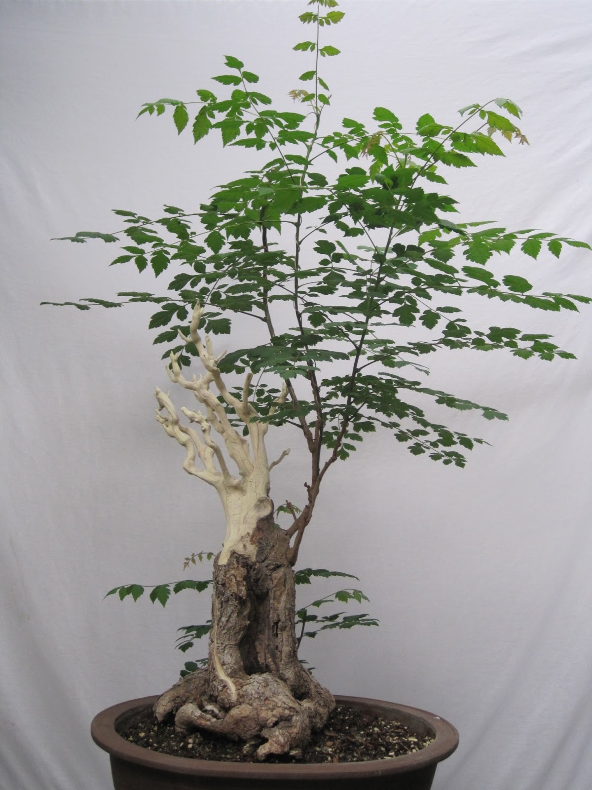 ShoChiku Bai Bonsai Club JUNE 2013 CURRENT BONSAI TREES FOR SALE