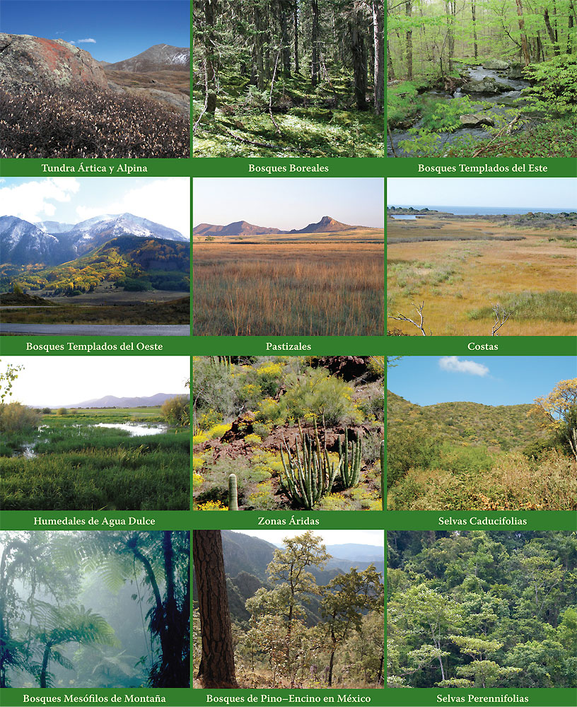 Animales TIPOS DE HABITAD DE LOS ANIMALES.