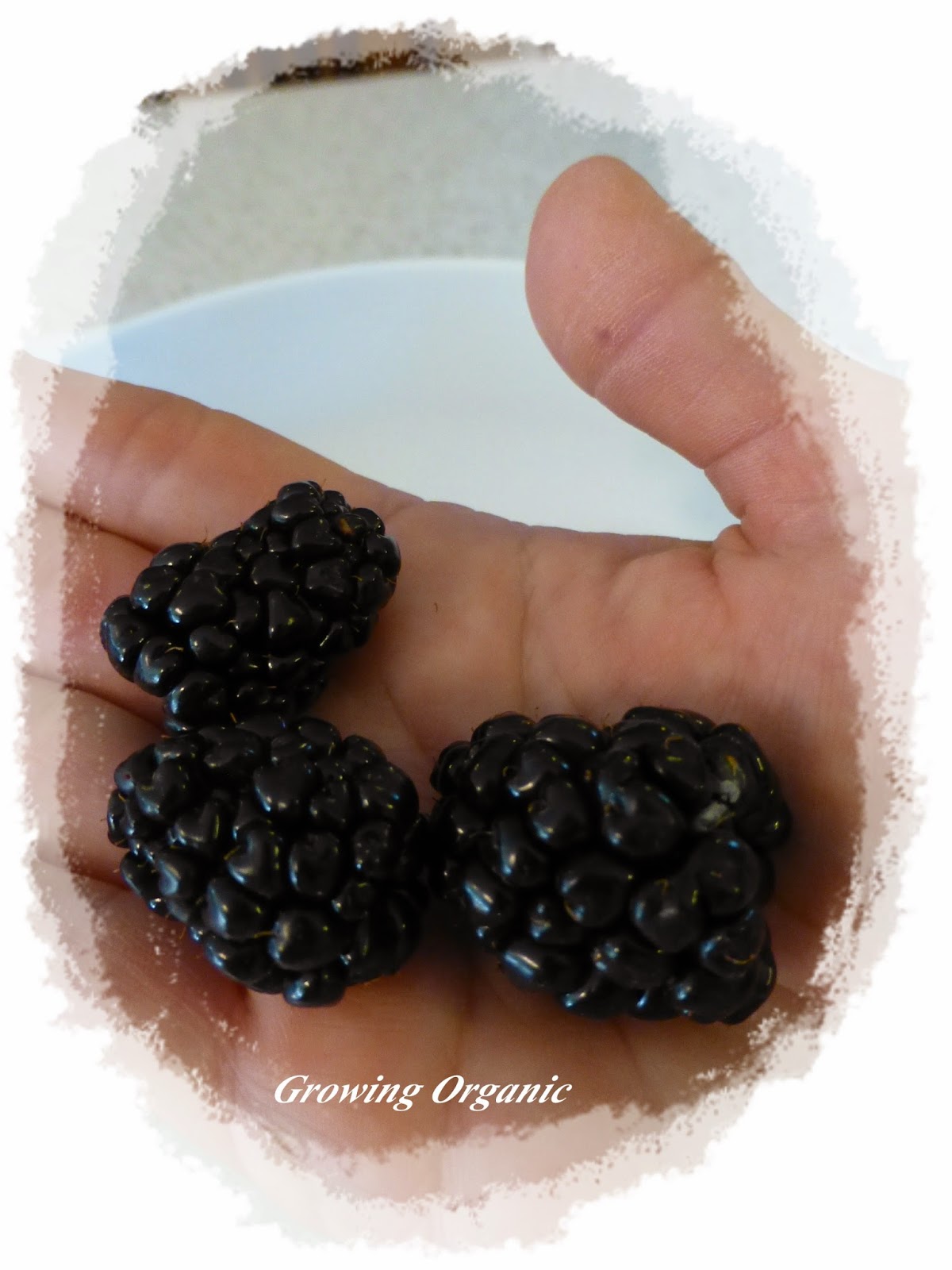 Growing Organic Brambles Growing Blackberries and Raspberries