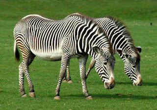 grevy's zebra