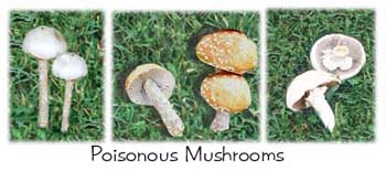 Sammie's Friends Animal Shelter: Poisonous Mushrooms and Your Dog
