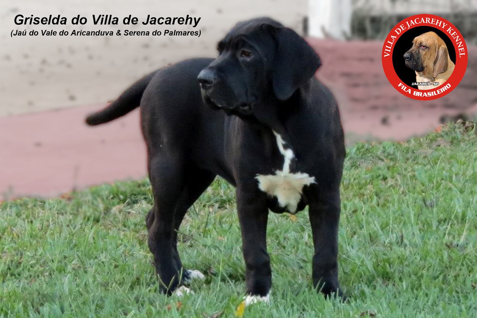 Fila Brasileiro - The best guard dog in the world!: Todos os filhotes dessa  ninhada foram vendidos!