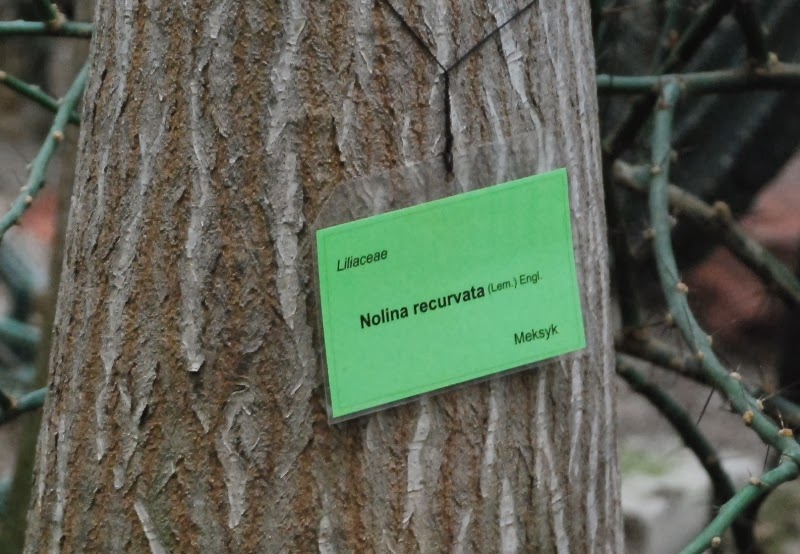 Nolina, (Beaucarnea recurvata) , potocznie, "noga słonia", zielona metamorfoza