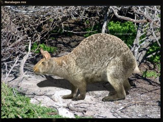 米諾卡島 史前巨兔 6倍：史前巨兔比現在兔子大6倍的米諾卡島兔王 Nuralagus rex