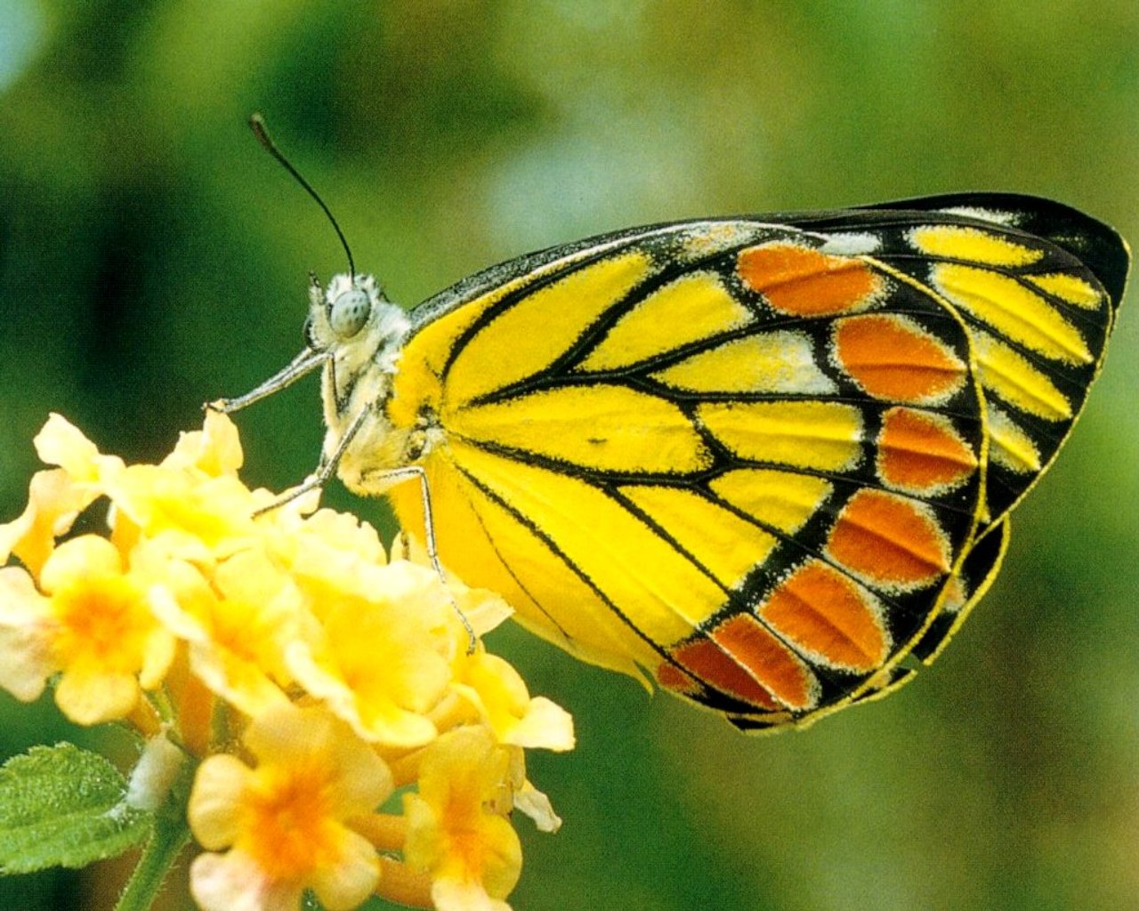 wallpaper flower and butterfly butterfly wallpaper 3d wallpaper nature wallpaper wallpaper flower and butterfly butterfly wallpaper 3d wallpaper nature wallpaper