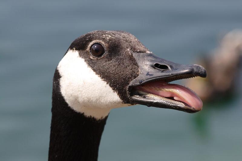 canadian goose hissing