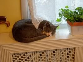 Simply Nourish Cat Food Amazon Simply Nourish Cat Food Amazon